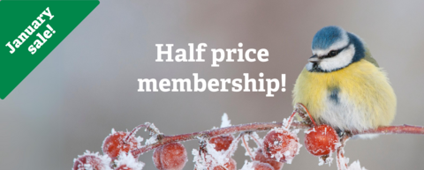 text saying half price membership on an image of a blue tit sat on a branch with frosted berries
