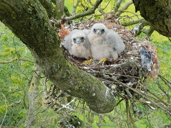 Hobby chicks in a nest