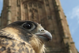 Derby Cathedral peregrine, Nick Moyes