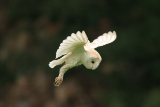Barn owl, Margaret Holland