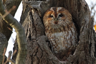 Tawny owl, Margaret Holland