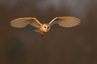 Barn owl, Andy Rouse 2020 VISION