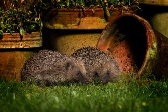 Hedgehog, Jon Hawkins, Surrey Hills Photography 