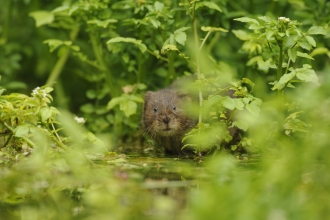 Water vole, Terry Whittaker 2020 Vision