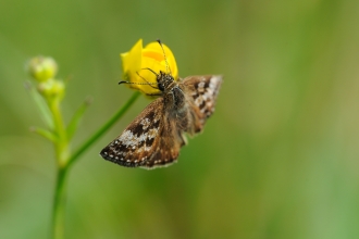 Dingy skipper by Amy Lewis