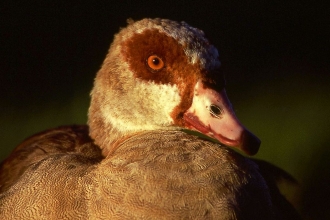 Egyptian goose by Neil Aldrige