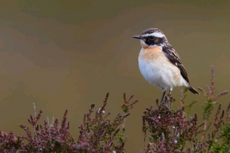 Whinchat by Richard Steel 2020vision
