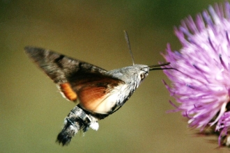 Hummingbird Hawk Moth by Dave Appleton