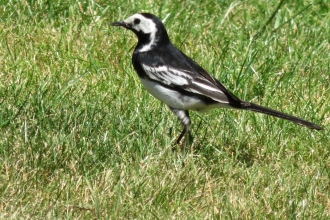 Pied wagtail, P Hollow