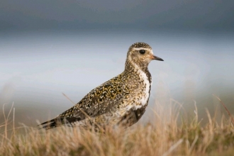 Golden plover by Andrew Parkinson 2020Vision