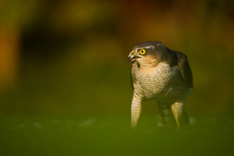 Sparrowhawk by Andrew Parkinson 2020VISION