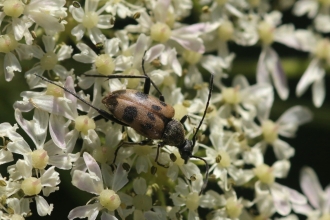 Speckled longhorn beetle by Kieron Huston
