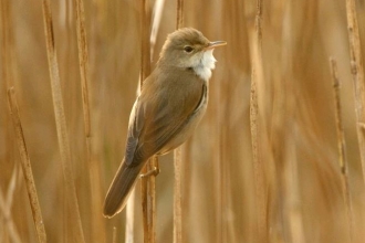 Reed warbler by Chris Gomersall 2020VISION.JPG