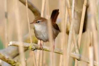 cetti's warbler by Amy Lewis