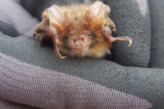 male brown long eared bat