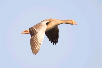 Greylag by Peter Cairns 2020VISION