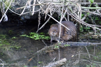 Water Vole at Golden Valley by Maggie Campbell