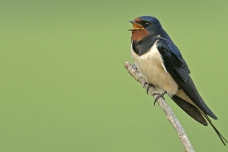 Swallow by Peter Cairns