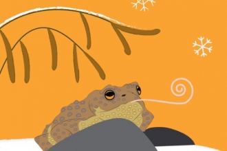 Toad (c) Rachel Hudson