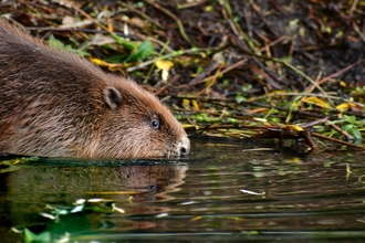 Willington Wetlands Beavers