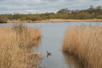 Willington Wetlands