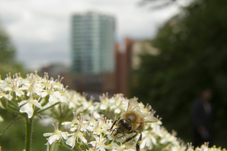 Bee in urban area