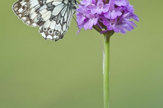 Marbled White on Pyramidal Orchid