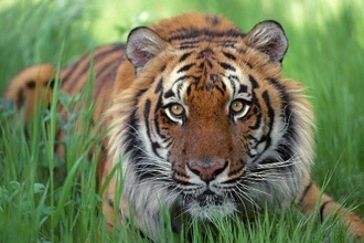 tiger in grass