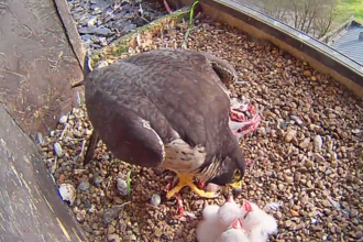 peregrine and chicks 2024