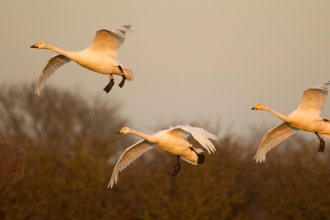 Whooper swans by Danny Green 2020VISION