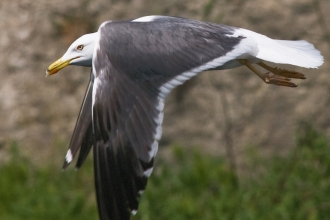 Great black-backed gull by Bob Coyle