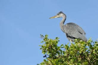Grey heron by Terry Whittaker/2020VISION