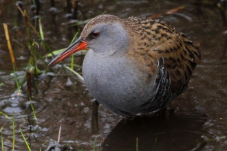 Water rail by Margaret Holland