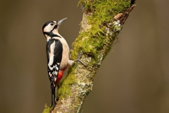 Great spotted woodpecker by Mark Hamblin/2020VISION