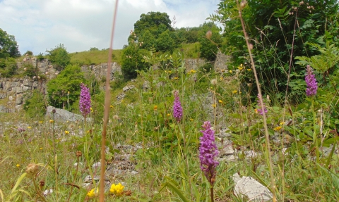 Orchids at Chee Dale