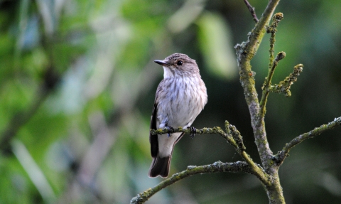 Spotted flycatcher, Amy Lewis