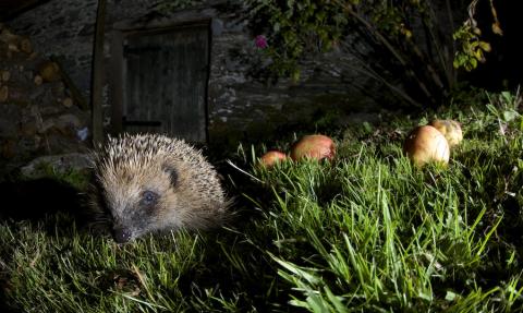 Hedgehog, Richard Bowler