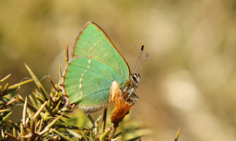 Green hairstreak butterfly, Kieron Huston 