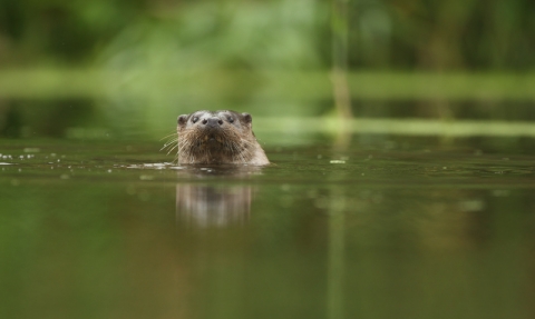 Otter in river
