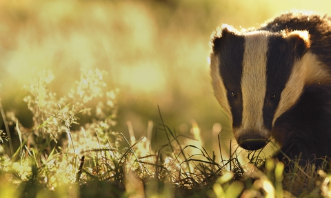 a badger in a field bathed in golden sunlight