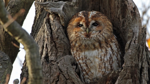 Tawny owl, Margaret Holland