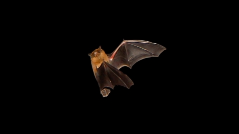 Bat, Robert Booth