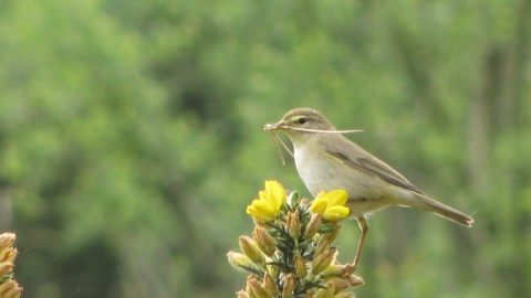 Willow warbler, Sue Crookes