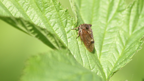 A horned treehopper sat on a leaf. It's a brown bug with two horns rising from the pronotum, which also extends back along the body in a wavy spine
