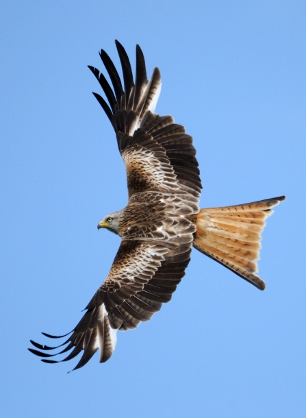 Red kite, Amy Lewis