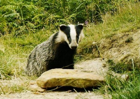 Young Badger at the peanut stone. Derbyshire Wildlife Trust badger vaccination programme, Steve Byers