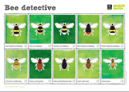 Bee identification guide 