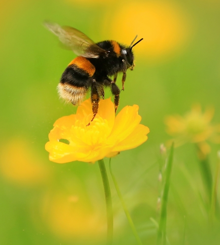 Buff tailed bumblebee Jon Hawkins Surrey Hills Photography
