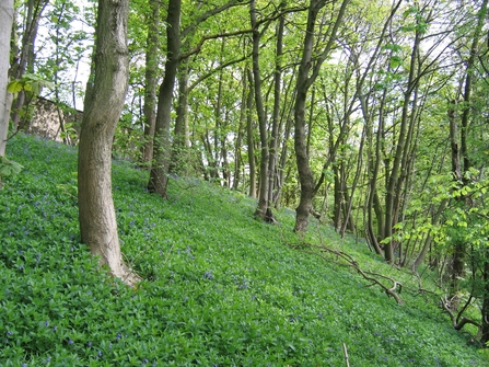 Cramside Wood, Derbyshire Wildlife Trust