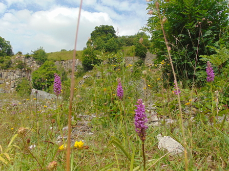 Orchids at Chee Dale, Julia Gow